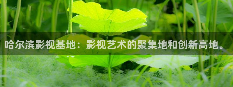 电视剧黑蚂蚁在线观看免费：哈尔滨影视基地：影视艺术的聚集地和创新高地。
